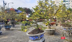 Một góc chợ hoa Tết ở Đà Nẵng