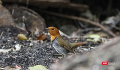 Oanh mặt đỏ Nhật Bản, một loài di cư hiếm thấy vừa xuất hiện tại Sơn Trà trong mùa chim di cư năm 2019 sau lần ghi nhận tại Việt Nam hơn 20 năm