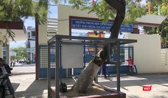 Cây xanh trong khuôn viên trường Nguyênc Lương Bằng (Đà Nẵng) được bảo vệ bằng chống đỡ thay vì chặt hạ như một số địa phương (ảnh Bích Thuận)