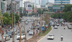 Cây Phượng Vỹ được Hà Nội cho trồng vào giải phân cách.