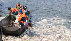 Hơn 200 tấn cá Hồ Tây chết bất thường những ngày qua.