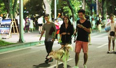 Chó không được dọ mõm dạo trong phố đi bộ.