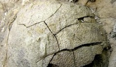 Ảnh minh họa. (Nguồn: dailymail.co.uk)