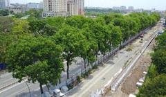 Theo kế hoạch việc chặt, hạ cây xanh 2 bên đường Phạm Văn Đồng trước ngày 30/9.