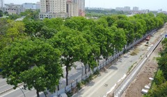 Việc chặt hạ hơn 1.000 cây xanh mới chỉ là đề xuất của Ban Quản lý đầu tư xây dựng các công trình giao thông Hà Nội.