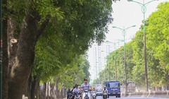 Ông Nguyễn Đức Chung lo ngại tìm chỗ trồng lại những cây xà cư sau khi di chuyển, chăm sóc.