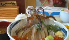 Bạch tuộc sống là món khoái khẩu của người Hàn Quốc. Ảnh minh họa: Soshiok