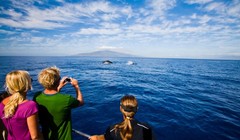 Ngắm cá voi trên biển Hawaii - Ảnh: wordpress