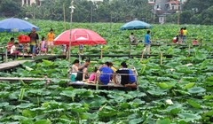 Không chỉ chụp ảnh, khách còn được phục vụ ăn uống tại đầm sen - Ảnh: QUANG THẾ