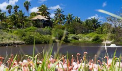 Thế giới động thực vật phong phú trên hòn đảo xa xỉ Necker - Ảnh: Virgin