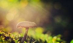 Ảnh minh họa. Nguồn: The Photo Argus