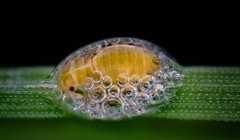 Đố bạn biết đây là vật gì?