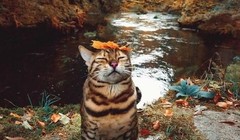 Những chú mèo biểu cảm.