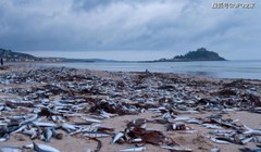 Hiện tượng cá chết hàng loạt ở bờ biển Tokyo, Nhật Bản. 