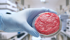 Các mẫu thịt nhân tạo được phát triển đầu tiên tại phòng thí nghiệm Đại học Maastricht, Hà Lan. 