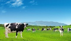 Vinamilk vẫn đang dẫn đầu thị phần sữa Việt (Nguồn: Vinamilk)