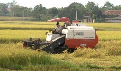 Nông dân Nam Đàn thu hoạch lúa hè thu 2018 (Nguồn: nghean.gov.vn)