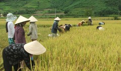 Ảnh minh họa (Nguồn: Internet)