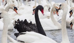 Ảnh minh họa (Nguồn: Internet)