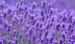 VN-Index bật tăng 35 điểm, mạnh nhất kể từ đầu năm