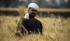 Người dân Ai Cập và lúa mì