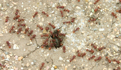 Kiến lửa đỏ ở Texas