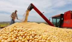 Đậu tương đã trở thành vật hy sinh trong cuộc chiến thương mại giữa hai nước Trung - Mỹ  