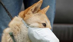 Thông tin tìm thấy nCoV trong khoang miệng và mũi chó nuôi trong nhà bệnh nhân COVID-19 ở Hồng Kông đang gây xôn xao dư luận. (Ảnh: Guancha)