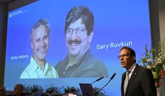 Ủy ban Giải thưởng Nobel công bố danh tính hai nhà khoa học được trao giải Nobel Y sinh 2024 (Ảnh: NetEasy)