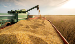 Mỹ đã vào mùa thu hoạch đậu nành, nhưng Trung Quốc chưa ký một đơn nào trong khi năm ngoái mua 20 triệu tấn. Ảnh: QQnews.