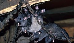 Chuột trên tàu sân bay trở thành vấn nạn khiến hải quân các nước có trang bị này đau đầu. Ảnh: Toutiao.