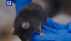 Một trong 4 "phi hành gia" chuột sẽ bay vào vũ trụ đêm 31/10. Ảnh: CCTV.