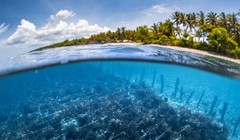 Nuôi trồng rong biển giảm khí thải nhà kính, đảm bảo an ninh lương thực. Ảnh E&T