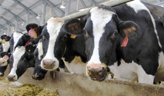 Dược phẩm mới Imilac có thể thay thế kháng sinh ngăn chăn nhiễm trùng ở bò sữa. Ảnh NoCamels