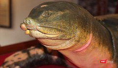 Tiêu bản của cụ rùa cuối cùng tại Hồ Gươm.