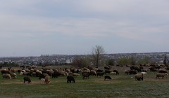 Bãi chăn thả gia súc của công ty