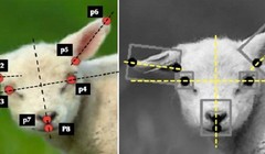 Những biểu hiện trên khuôn mặt cừu cho chúng ta biết chúng có đang bị đau hay không.