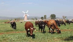 Trang trại bò sữa Vinamilk tại Đà Lạt. Ảnh: Phạm Kha