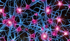 Cấu trúc mạng thần kinh. Ảnh: Seeker 
