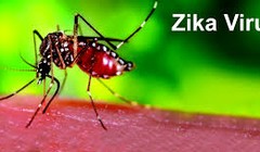 Virus Zika (nguồn Internet)
