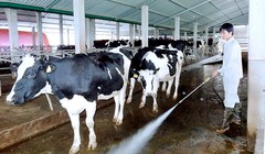 Chăn nuôi bò sữa là ngành hàng dễ ứng dụng nông nghiệp 4.0. Ảnh: Chăn nuôi bò sữa tại tỉnh Hà Nam.  Ảnh: H.N.G