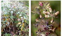 Cây thìa là hóa gỗ được lấy mẫu tại huyện Đồng Văn, tỉnh Hà Giang. Ảnh: VAST.

