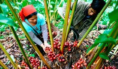 Thảo quả là một trong các cây dược liệu quý được phát triển mạnh ở Điện Biên (ảnh: Dienbienphu)