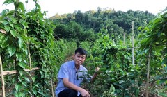 PGS.TS. Trần Văn Ơn trong các chuyến thực tế nghiên cứu về cây dây thìa canh tại các địa phương