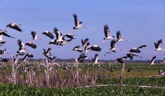 Bệnh truyền nhiễm mới nổi ở người bắt nguồn chủ yếu từ động vật hoang dã