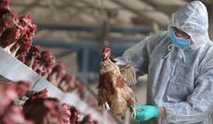 Bé 8 tuổi bị viêm não do cúm gia cầm H5N1, vi rút tấn công hệ thần kinh