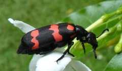 Người đàn ông tử vong sau khi ăn côn trùng lạ bắt trên nương ngô