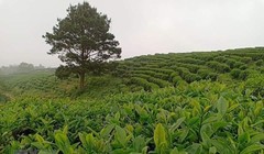 Khoa học công nghệ góp phần tăng năng lực cạnh tranh ngành nông nghiệp