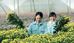 Du lịch canh nông phát triển mạnh ở tỉnh Lâm Đồng.