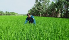 Canh tác lúa thông minh, tiền đề cho chuyển đổi số nông nghiệp